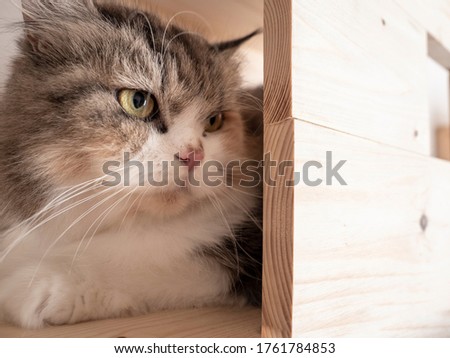 Calico Persian cat on cat shelf or cat step looking away. Absent minded cat. Copy space provided.