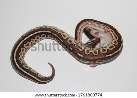 a small snake eat a mouse