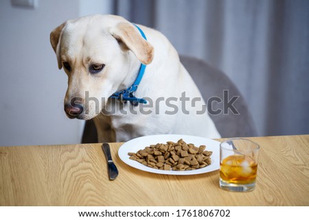Yellow Labrador Retriever dog posing sitting at a table with goodies. Dog food in a white plate