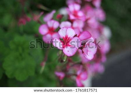Close-up of the petals of a geranium pink edge