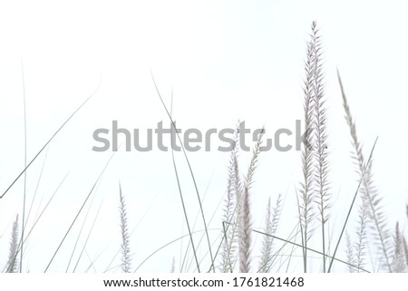 Blurred wild grass flower blossom in a garden on white background with softly style 