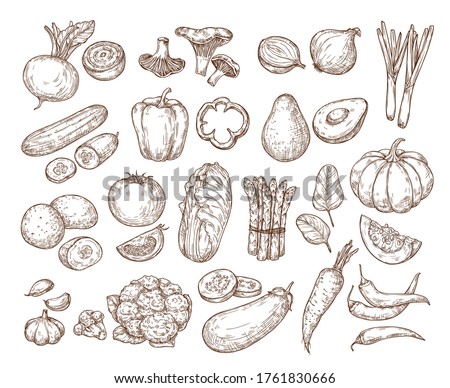 Hand drawing vegetables. Vector isolated set. Sketch illustration: tomato, cucumber, potato, cabbage, beetroot, carrot, mushrooms. Farming, harvest, eco products. For advertising, banners, textiles. Royalty-Free Stock Photo #1761830666