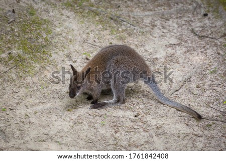 A small kangaroo jumping on the ground