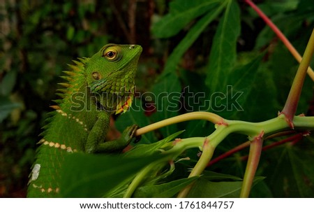 Green lizard on a tree branch, close-up view