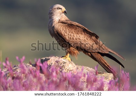 Black kite with the first light of day