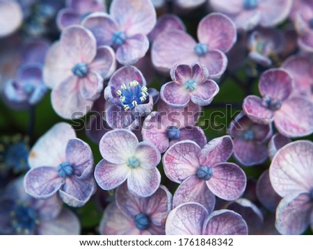 This is a picture of a hydrangea taken in Japan