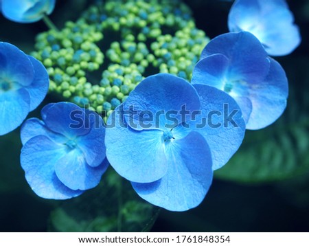This is a picture of a hydrangea taken in Japan