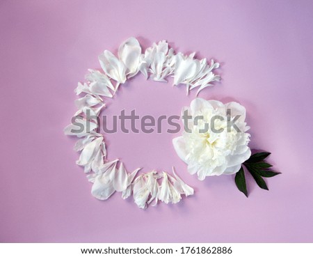 Creative layout with fresh white peony and petals on a pink background. Holiday concept. Nature background. Top view, flat lay, copy space.