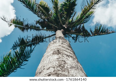 Photo of tall green palm trees against a blue sky with a long wooden trunk 