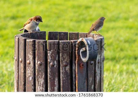 Two birds on the wood paper bin in the field