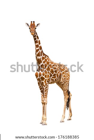 Giraffe (Giraffa camelopardalis), isolated on white background 