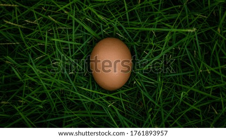 flat lay of egg on green grass isolated green background