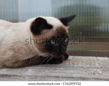 siamese cat with sad eyes