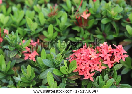 Ixora coccinea is a species of flowering plant in the family Rubiaceae. and leaf/flower