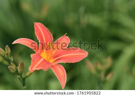 A bright daylily blooms in front of a green meadow in summer