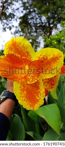 colour ful natural picture of garden flower