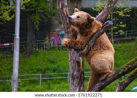 Picture of bear inside the bear pit, climbing the tree, Bern, Switzerland: 3/5/2019