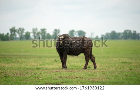 Buffalos on the green grass in Hungary