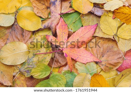 Dry orange autumn mixed leaves natural background, top view