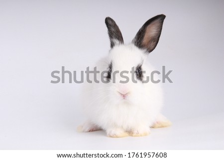 Baby adorable rabbit on white background. Young cute bunny in many action and color. Lovely pet with fluffy hair. Easter has rabbit as symbol celebration. White and black dot on face ear bunny.