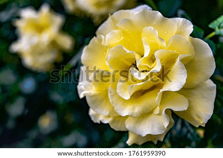 yellow garden rose against the greenery on a summer day