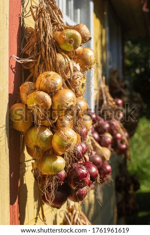 White and red onions tied together and hang on the wall of a yellow country house with windows, side view, close-up, selective focus. Agriculture, farm, vegetable garden, winter stocks.