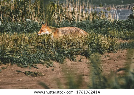 side view of a wild red fox walking along a trail on a background of grass and sky on a sunny summer day. Nature and wildlife concept.