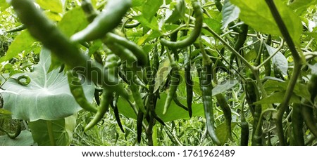 green chillies hanging with plants green chillie plants Royalty-Free Stock Photo #1761962489