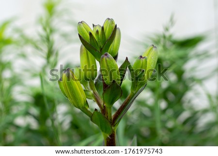 Lanceolate, or Tiger Lily, is a perennial herb from the Liliaceae family. Unopened flower buds. Selective focus
