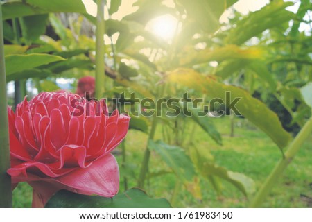 Red Torch Ginger flower at left side of the picture with morning sunlight