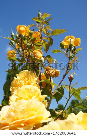an orange rose bush in the garden in fine weather