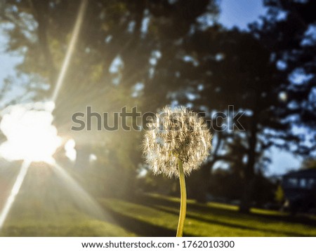 Closeup dandelion picture with a ray of sunshine