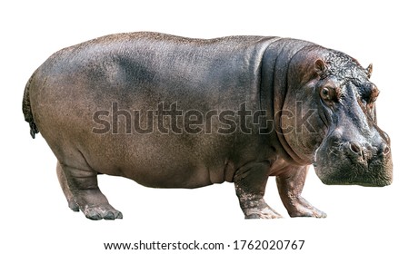 Hippopotamus isolated on white background Royalty-Free Stock Photo #1762020767
