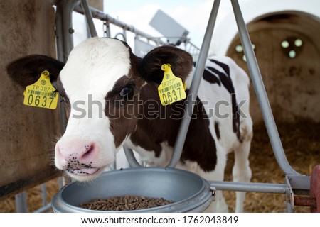 industrial livestock. calves in cattle farm