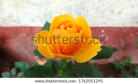 Beautiful yellow rose closeup picture, Rose Photography