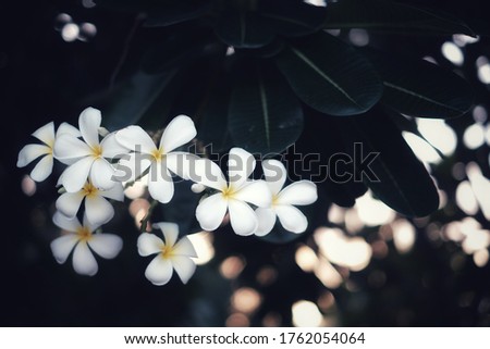 Plumeria flowers in the park at sunset. Plumeria flowers refer to the spa.