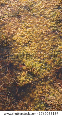 Yellow brown swamp pond ecosystem nature plants in water social framework media story standard dimension vertical background. Photo in retro vintage hipster style processing