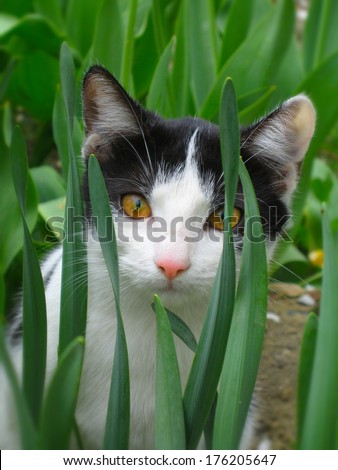 black and white cat between green leaves