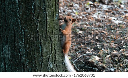 A red squirrel jumps on and around a tree in the garden. High quality photo
