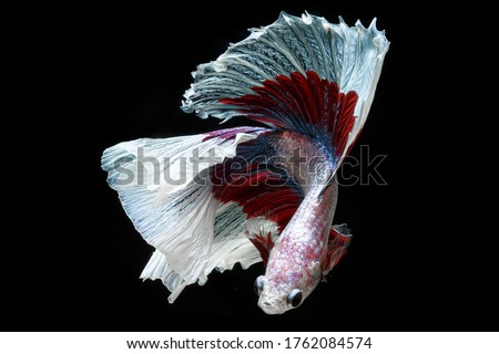The Siamese fighting fish (Betta splendens) also known as the betta.
Thailand's council of ministers confirmed "Siamese fighting fish" as Thailand's