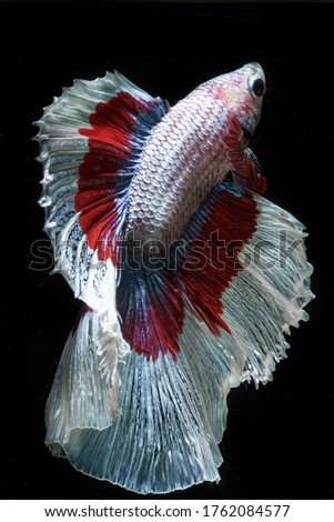 The Siamese fighting fish (Betta splendens) also known as the betta.
Thailand's council of ministers confirmed "Siamese fighting fish" as Thailand's