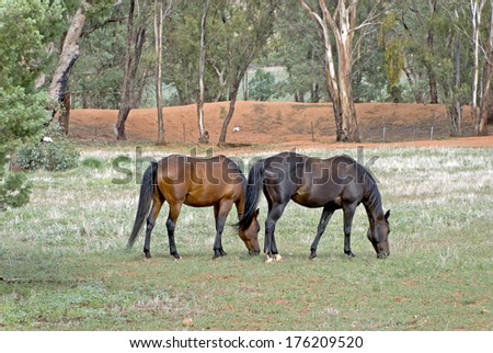 closeup of a mare and gelding grazing