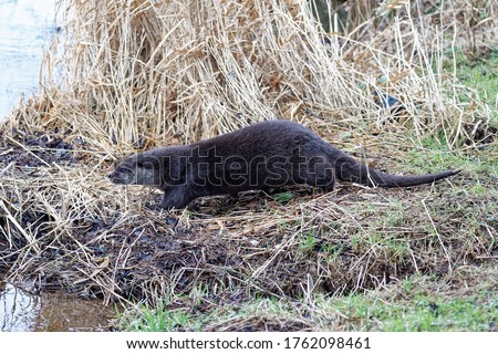 Eurasian Otter ( Lutra lutra) Immature,on bank, heading towards water.