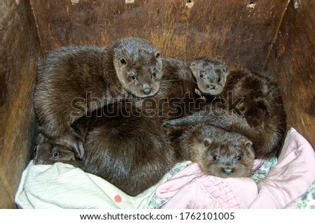 Eurasian Otter ( Lutra lutra) Four cubs in care,orphans.
