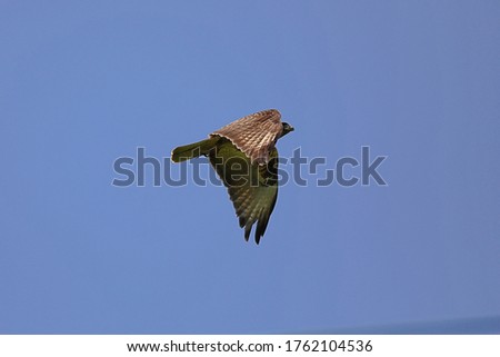 Eastern Buzzard which flies in a blue sky