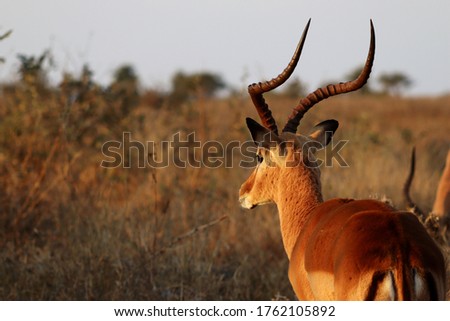 Different antelope species seen on safari