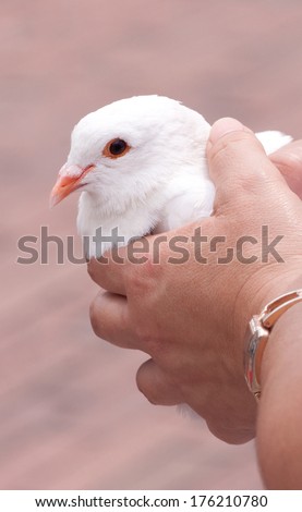 White dove, held in the hands of a female, moments before release