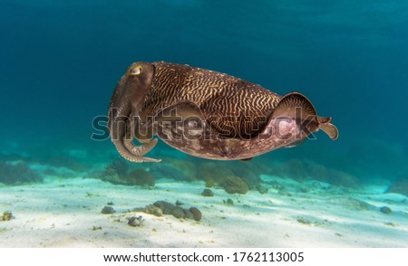 big cuttlefish close to the camera underwater photo