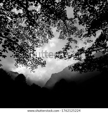 
Looking at the cloudy sky among the branches of the trees in black and white