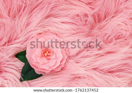 Pink Camellia flower on fur background. Pink camellia full bloom on fur cloth. Rose camellia flower on fluffy fur fabric, trendy fashion backdrop 